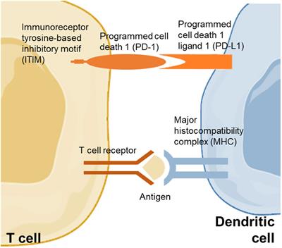 Immunotherapy for NAFLD and NAFLD-related hepatocellular carcinoma